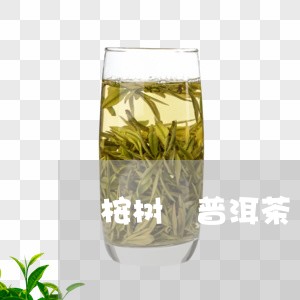 桉树 普洱茶/2023042897350